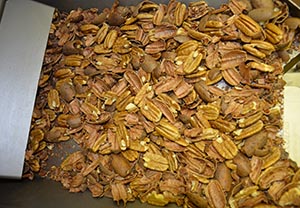 pecans and shells after processing in sheller